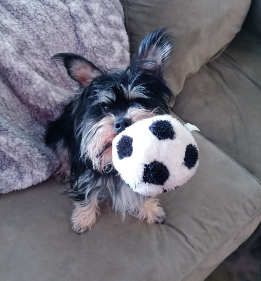 Bear - SPECIAL NEEDS, a Adoptable mixed breed in North Olmsted, OH image 4/6