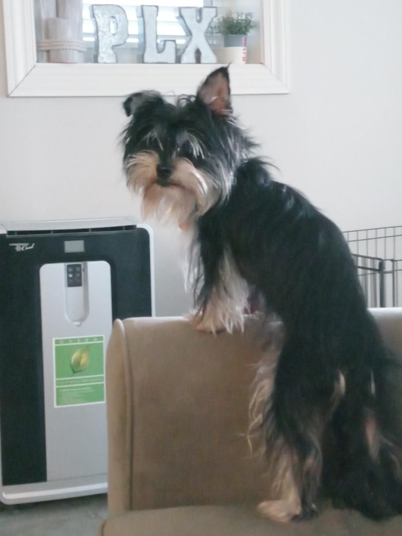 Bear - SPECIAL NEEDS, a Adoptable mixed breed in North Olmsted, OH image 2/6