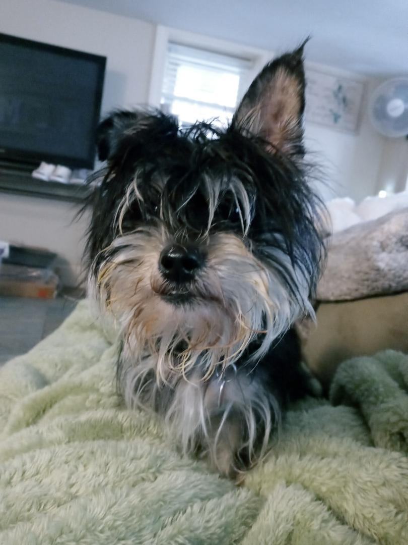 Bear - SPECIAL NEEDS, a Adoptable mixed breed in North Olmsted, OH image 5/6