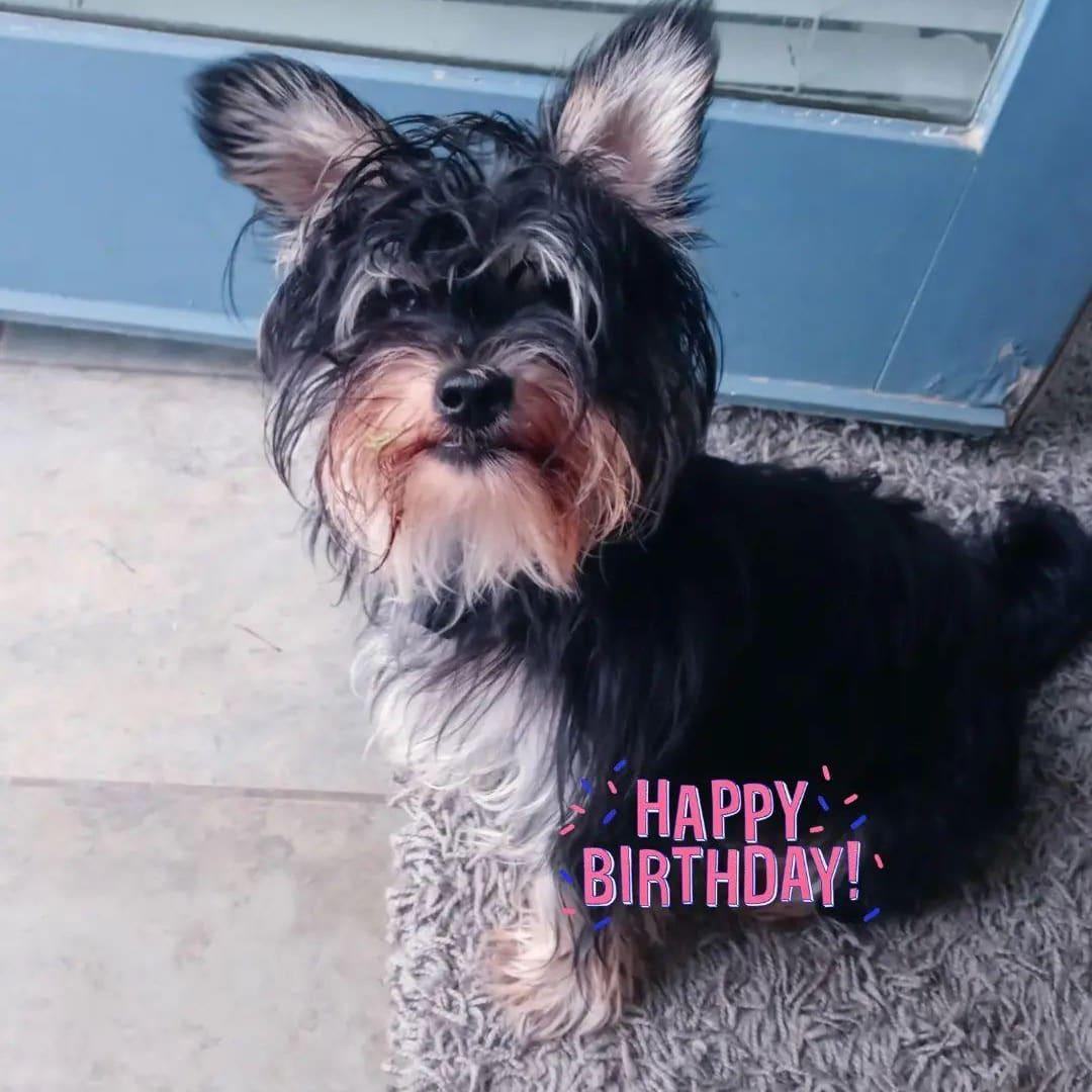 Bear - SPECIAL NEEDS, a Adoptable mixed breed in North Olmsted, OH image 6/6