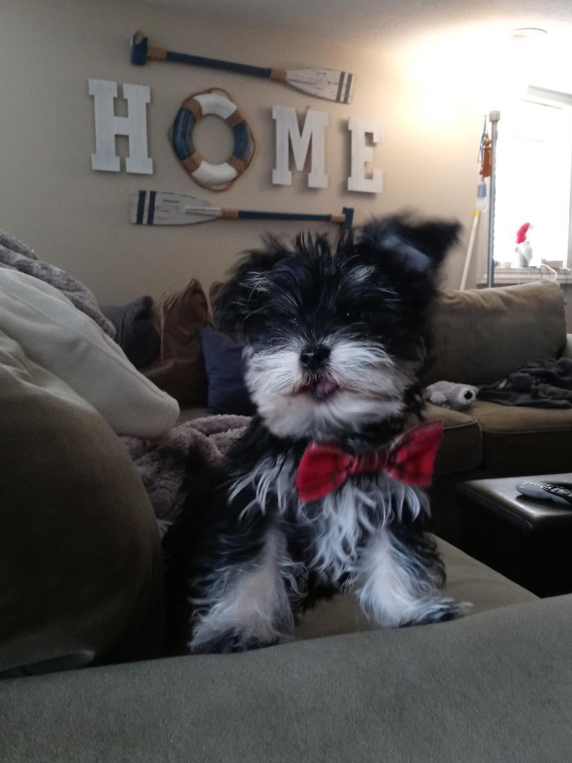 Bear - SPECIAL NEEDS, a Adoptable mixed breed in North Olmsted, OH image 1/6