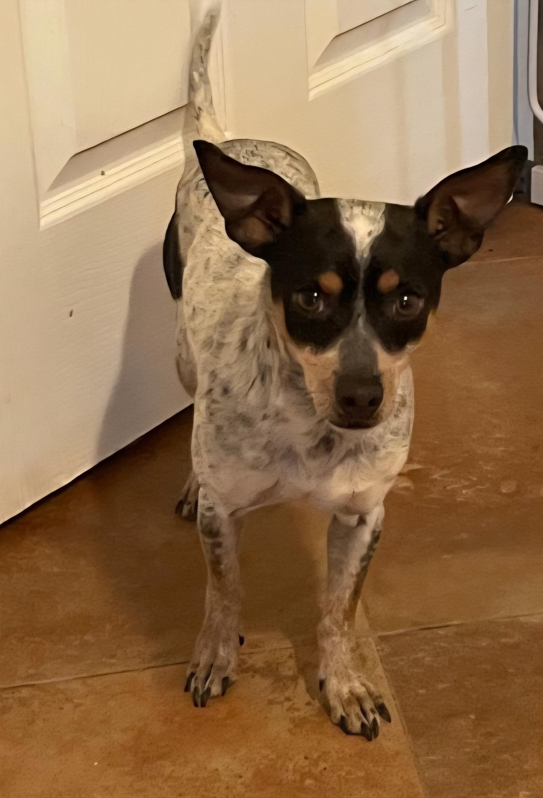 **CHARLIE, Adult Male unknown