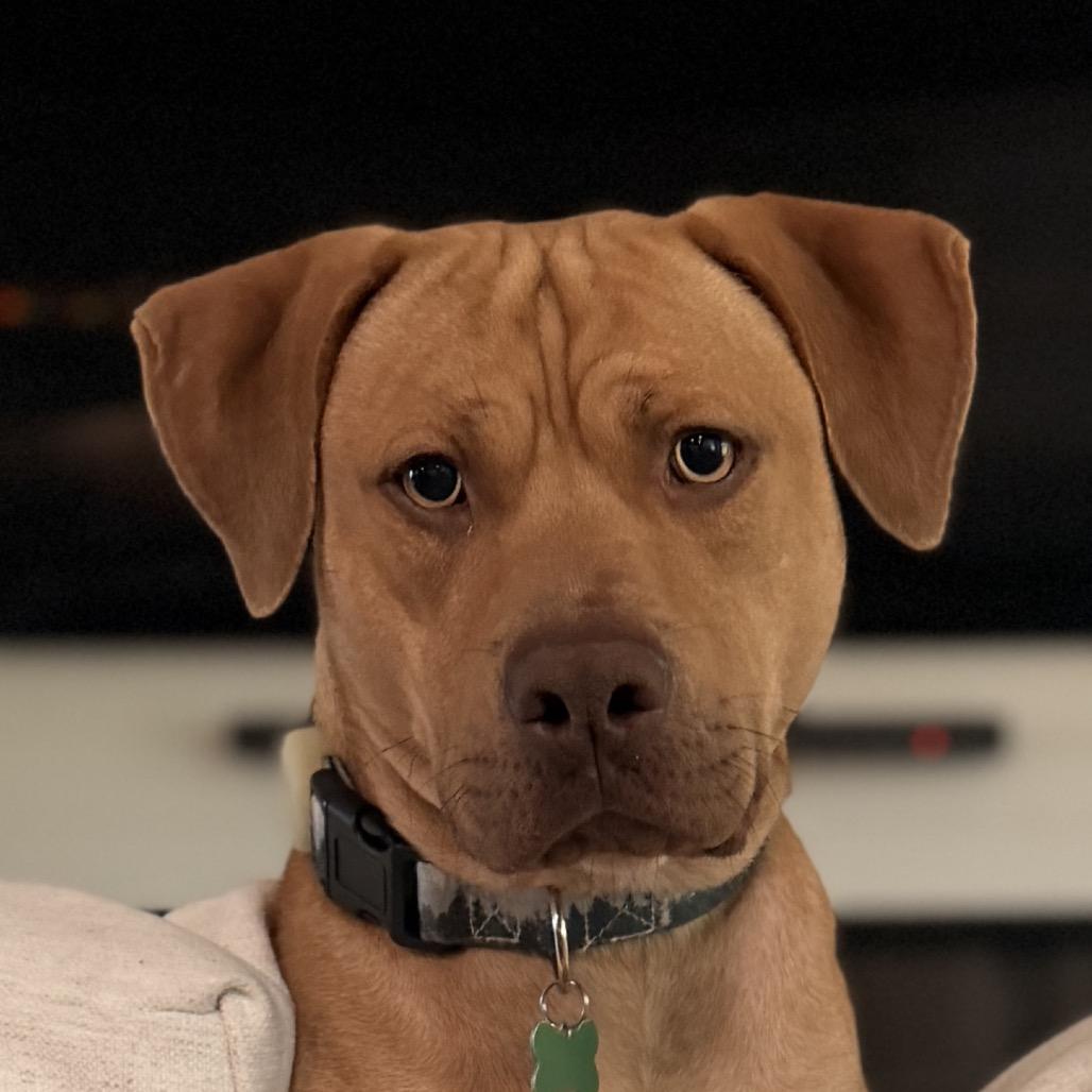 Forrest (Boy), Adoptable, Adult Male Pit Bull Terrier.