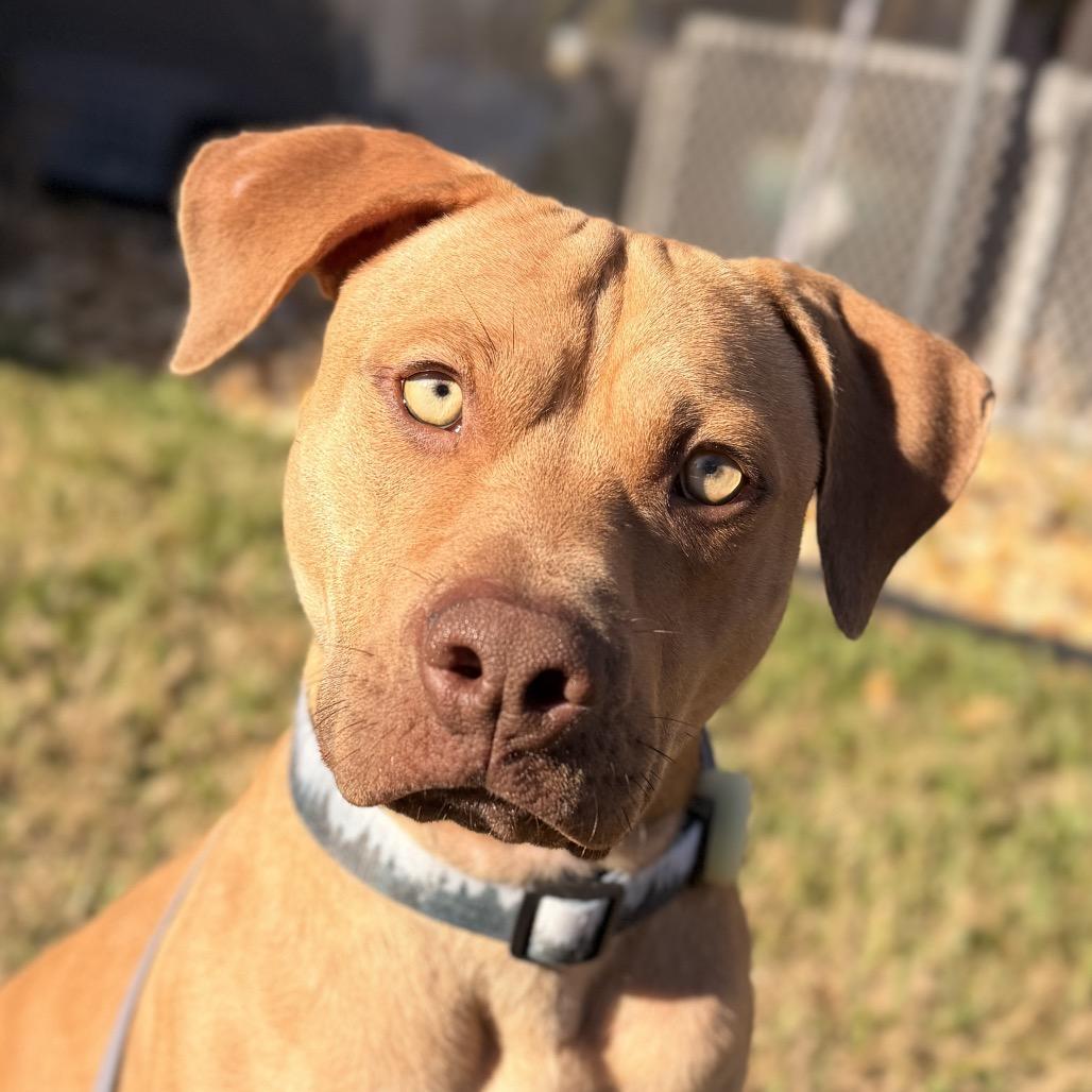 Enlarge Forrest (Boy), a Adoptable Pit Bull Terrier in Jacksonville, FL image 2/6