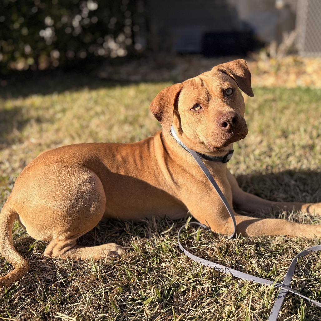 Enlarge Forrest (Boy), a Adoptable Pit Bull Terrier in Jacksonville, FL image 3/6