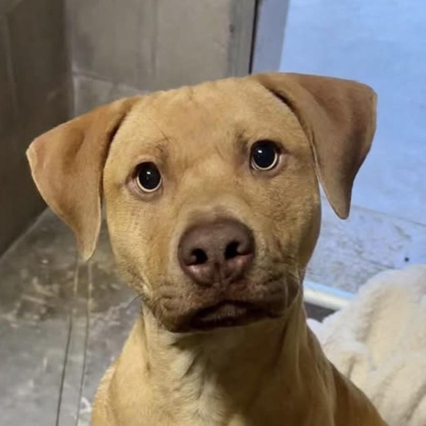 Enlarge Forrest (Boy), a Adoptable Pit Bull Terrier in Jacksonville, FL image 4/6