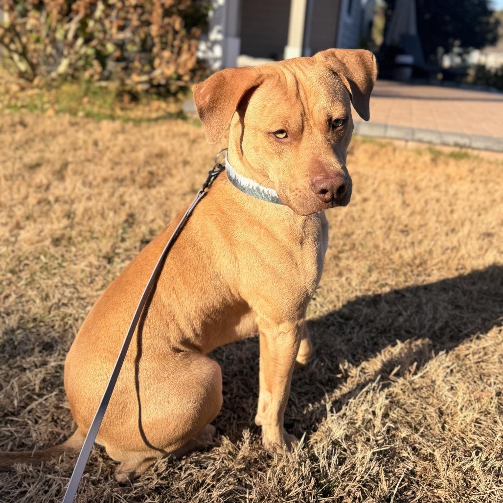 Enlarge Forrest (Boy), a Adoptable Pit Bull Terrier in Jacksonville, FL image 5/6
