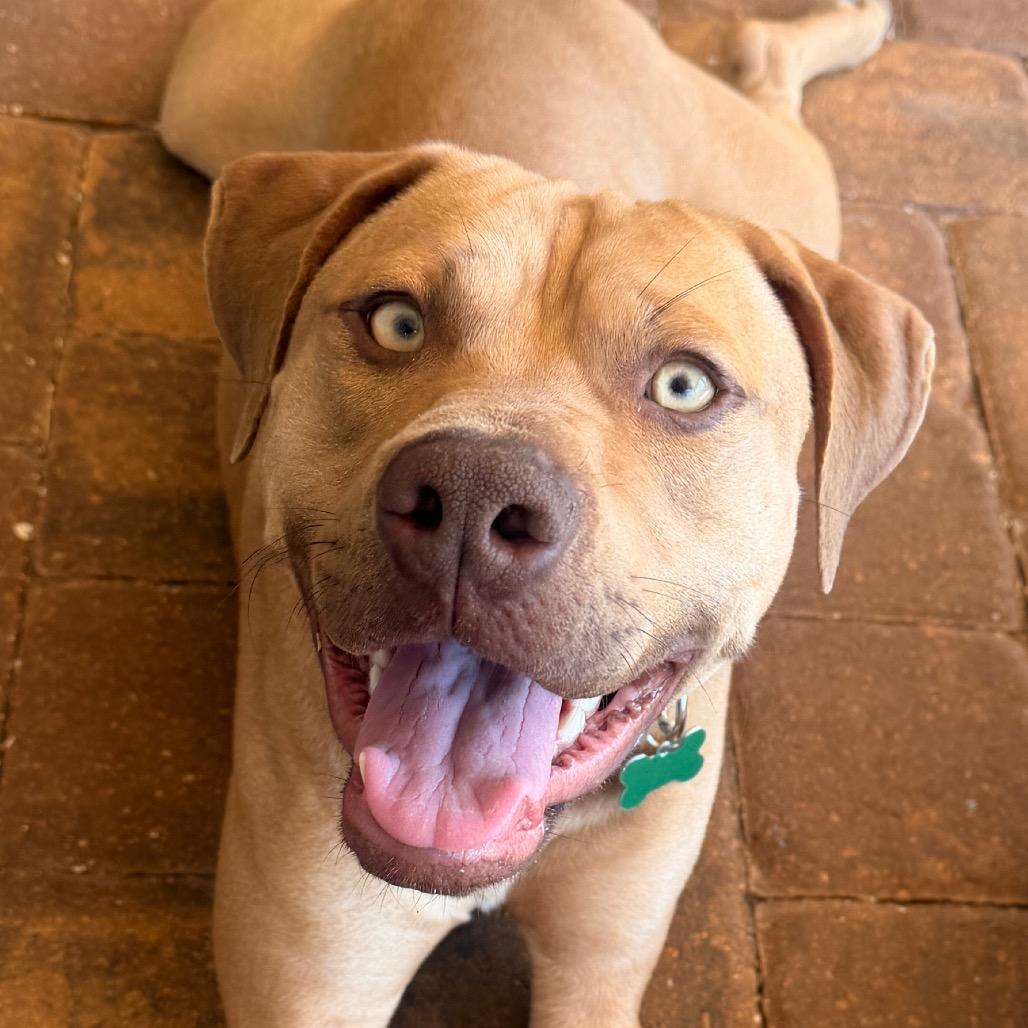 Enlarge Forrest (Boy), a Adoptable Pit Bull Terrier in Jacksonville, FL image 6/6