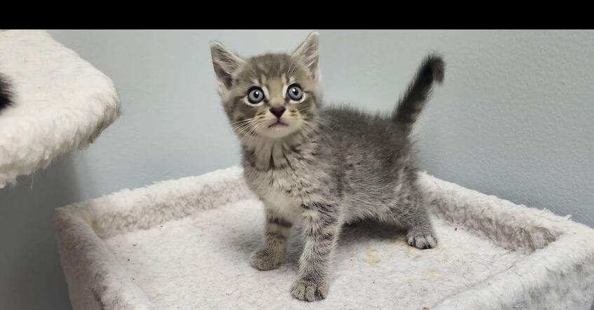 Pip, Adoptable, Kitten Male Domestic Short Hair.