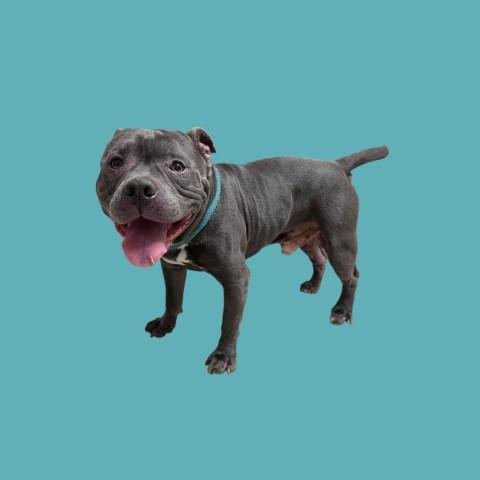 Enlarge Munchkin - URGENT, a Adoptable Pit Bull Terrier in Thousand Oaks, CA image 1/1