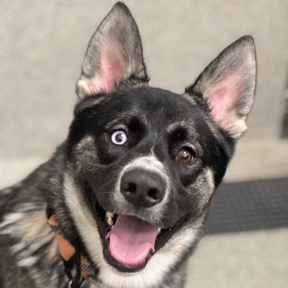 Enlarge Hank, an adoptable mixed breed in Sacramento, CA image 2/5