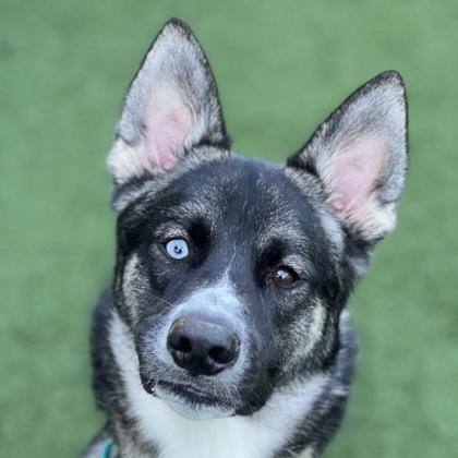 Enlarge Hank, an adoptable mixed breed in Sacramento, CA image 1/5