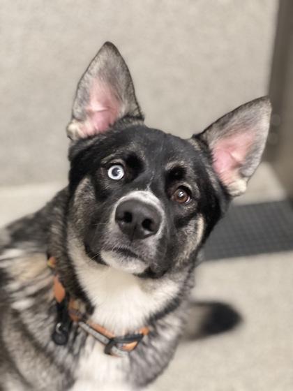 Enlarge Hank, an adoptable mixed breed in Sacramento, CA image 4/5