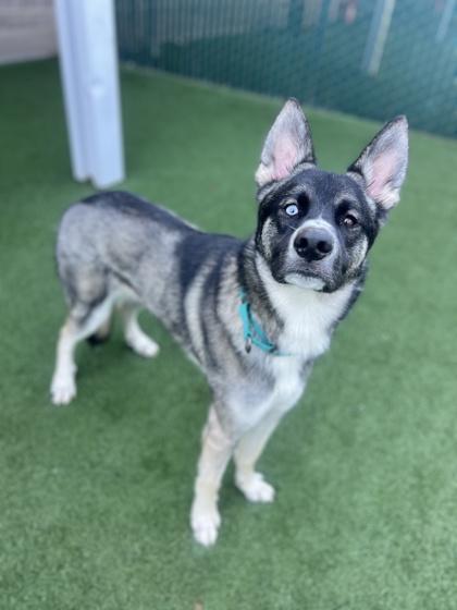 Enlarge Hank, an adoptable mixed breed in Sacramento, CA image 5/5