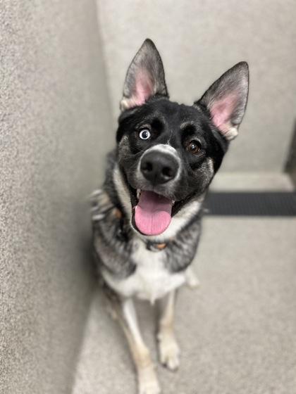 Enlarge Hank, an adoptable mixed breed in Sacramento, CA image 3/5