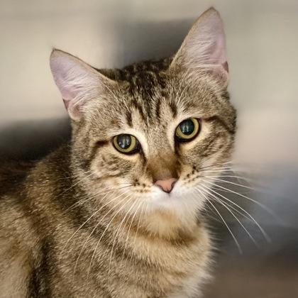 Zorva, Adoptable, Adult Male Domestic Short Hair & Domestic Short Hair.
