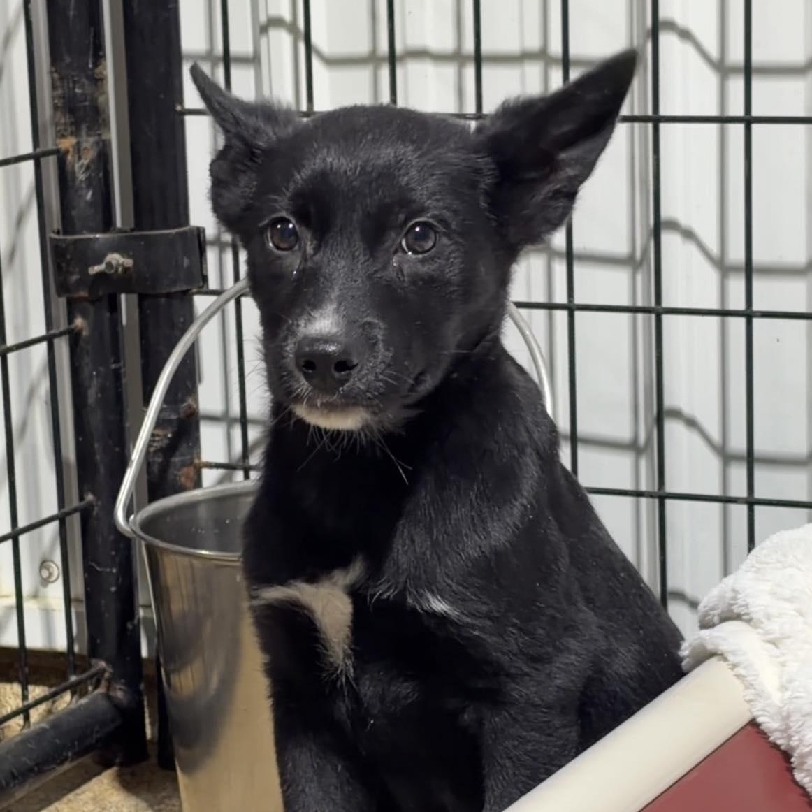 Stripes, adopted, Puppy Male Shepherd.
