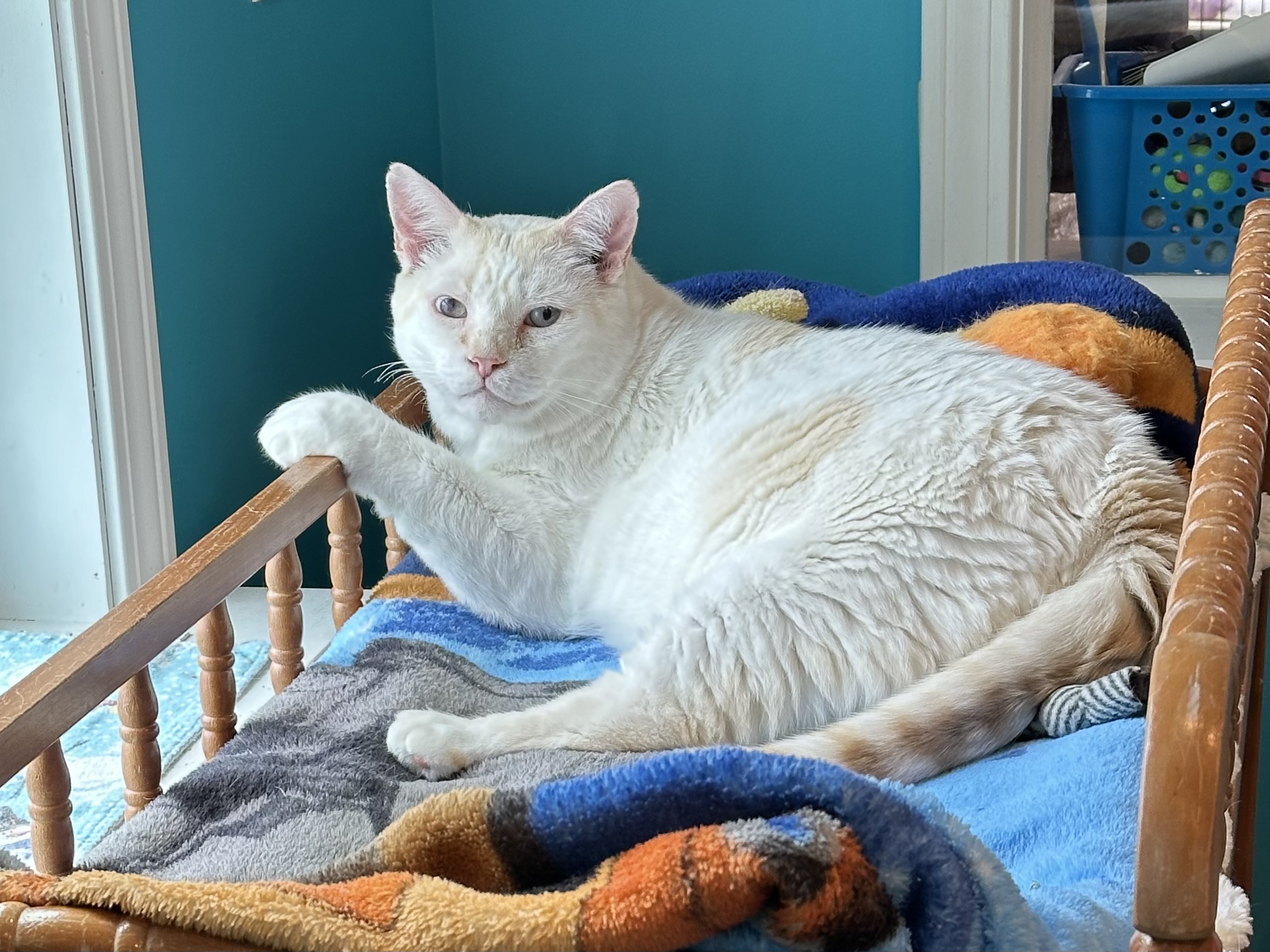 Flanders, Adoptable, Adult Male Domestic Short Hair.