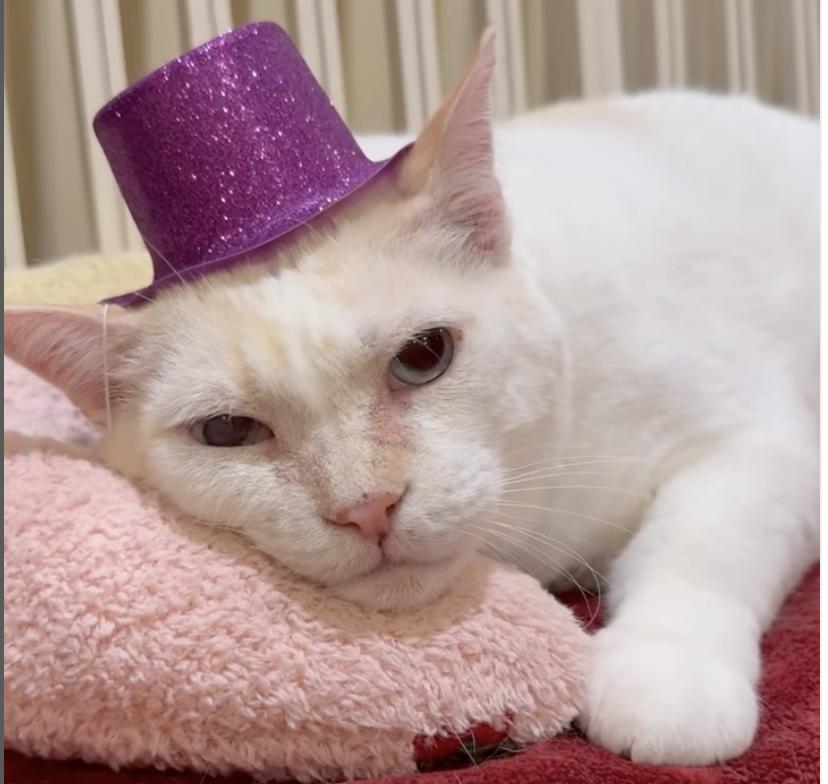 Flanders, an adoptable Domestic Short Hair in Wells, ME, 04090 | Photo Image 1