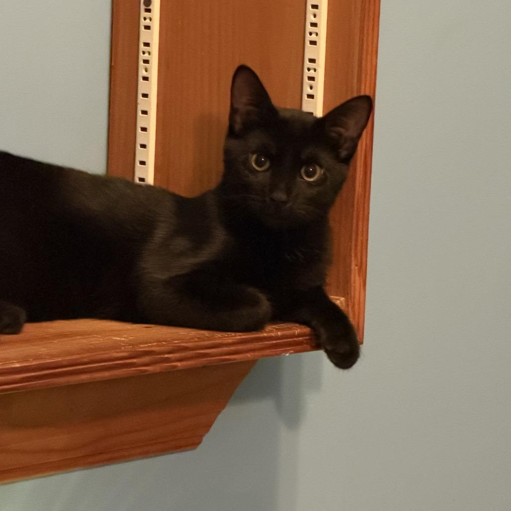 Enlarge Fudge, a Adoptable Domestic Short Hair in Wind Gap, PA image 1/1
