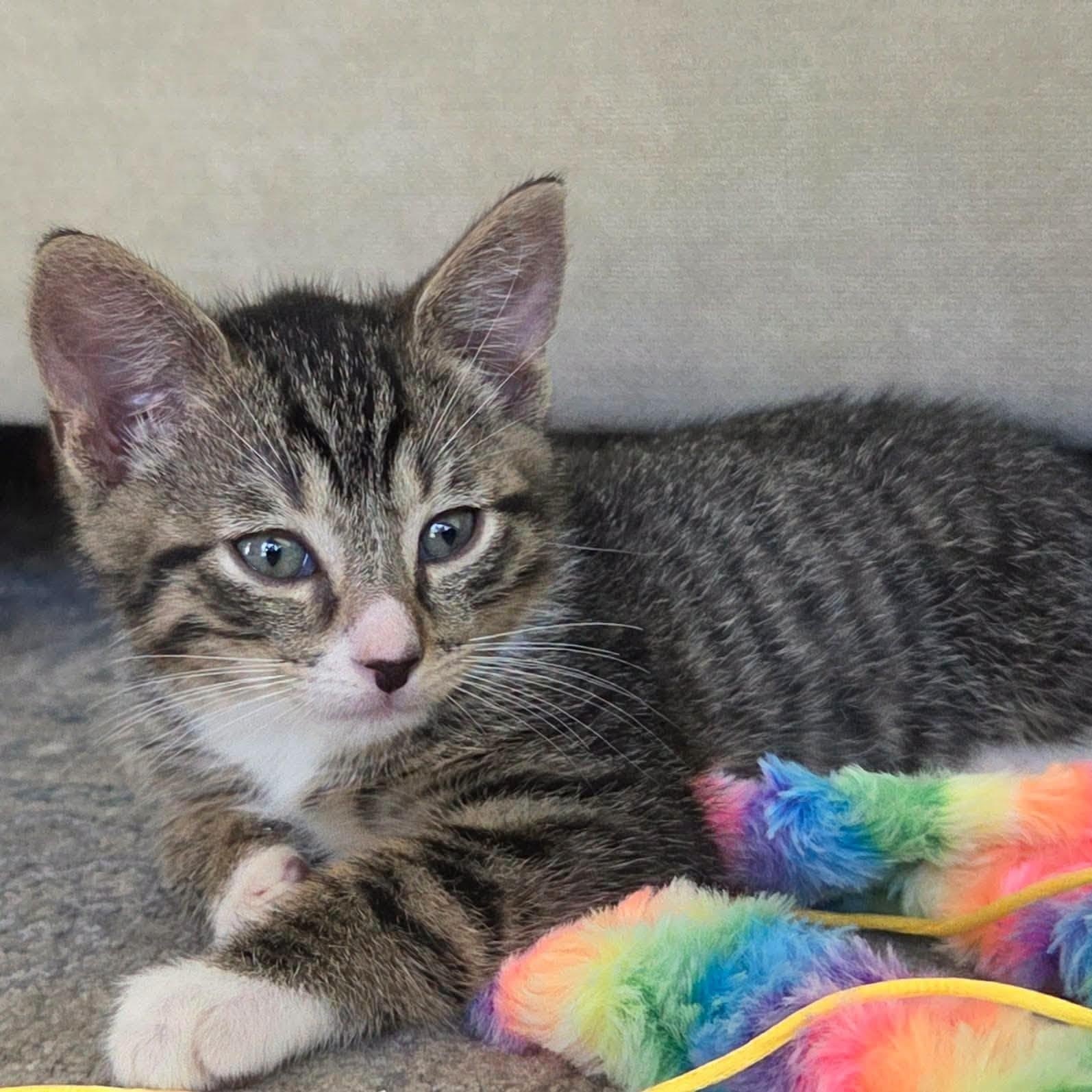 Enlarge Horton -Adorable Tabby Boy-, a Adoptable Domestic Short Hair in Riverview, FL image 3/6
