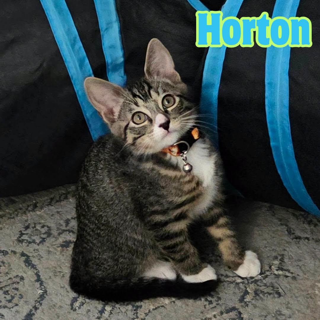Enlarge Horton -Adorable Tabby Boy-, a Adoptable Domestic Short Hair in Riverview, FL image 1/6