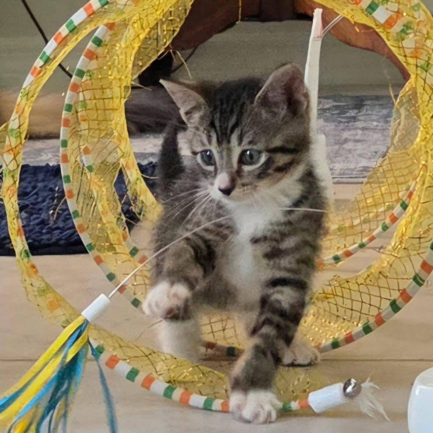 Enlarge Horton -Adorable Tabby Boy-, a Adoptable Domestic Short Hair in Riverview, FL image 5/6
