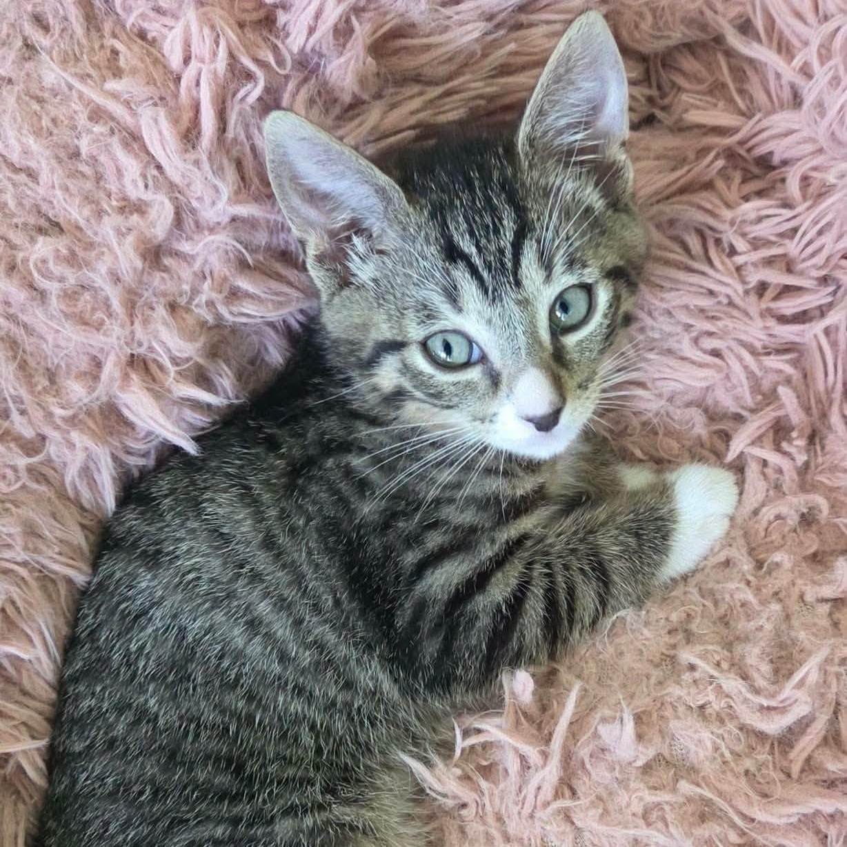 Enlarge Horton -Adorable Tabby Boy-, a Adoptable Domestic Short Hair in Riverview, FL image 4/6