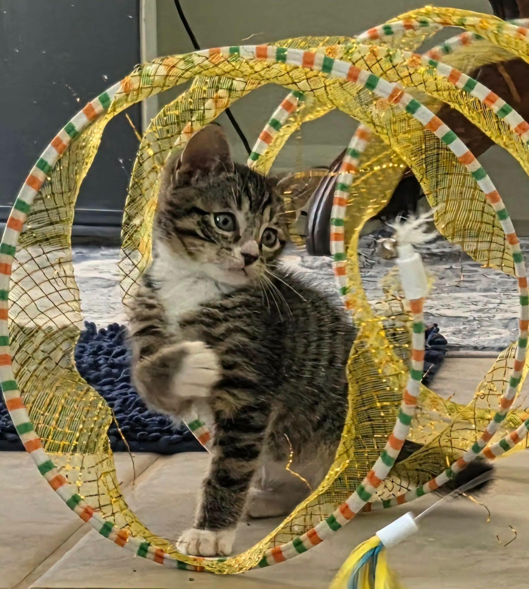 Enlarge Horton -Adorable Tabby Boy-, a Adoptable Domestic Short Hair in Riverview, FL image 2/6