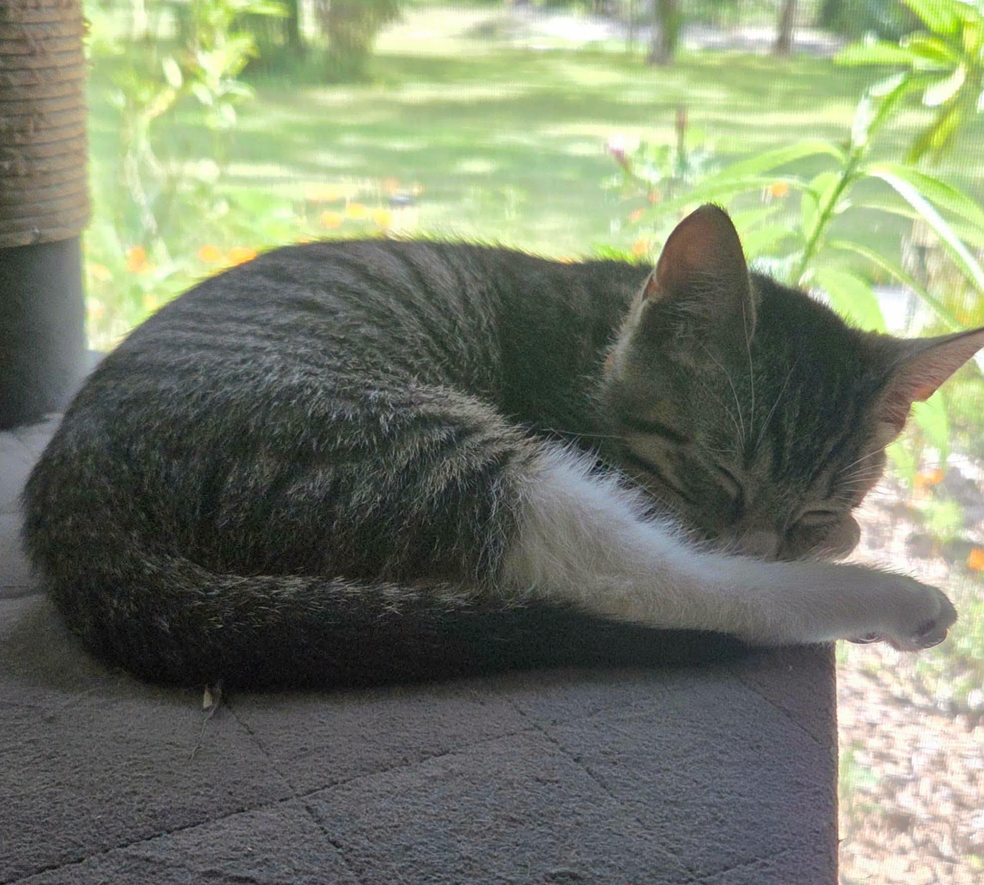 Enlarge Horton -Adorable Tabby Boy-, a Adoptable Domestic Short Hair in Riverview, FL image 6/6