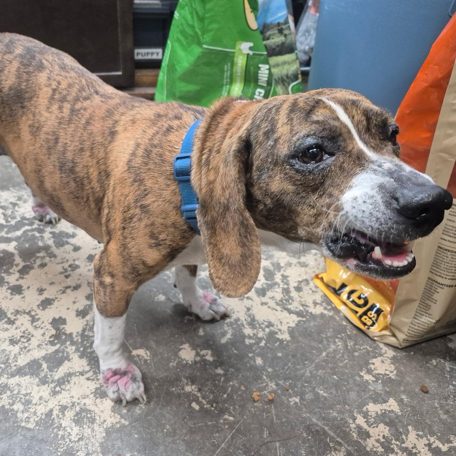 Enlarge Zoey, an adopted mixed breed in Saint Marys, PA image 2/3