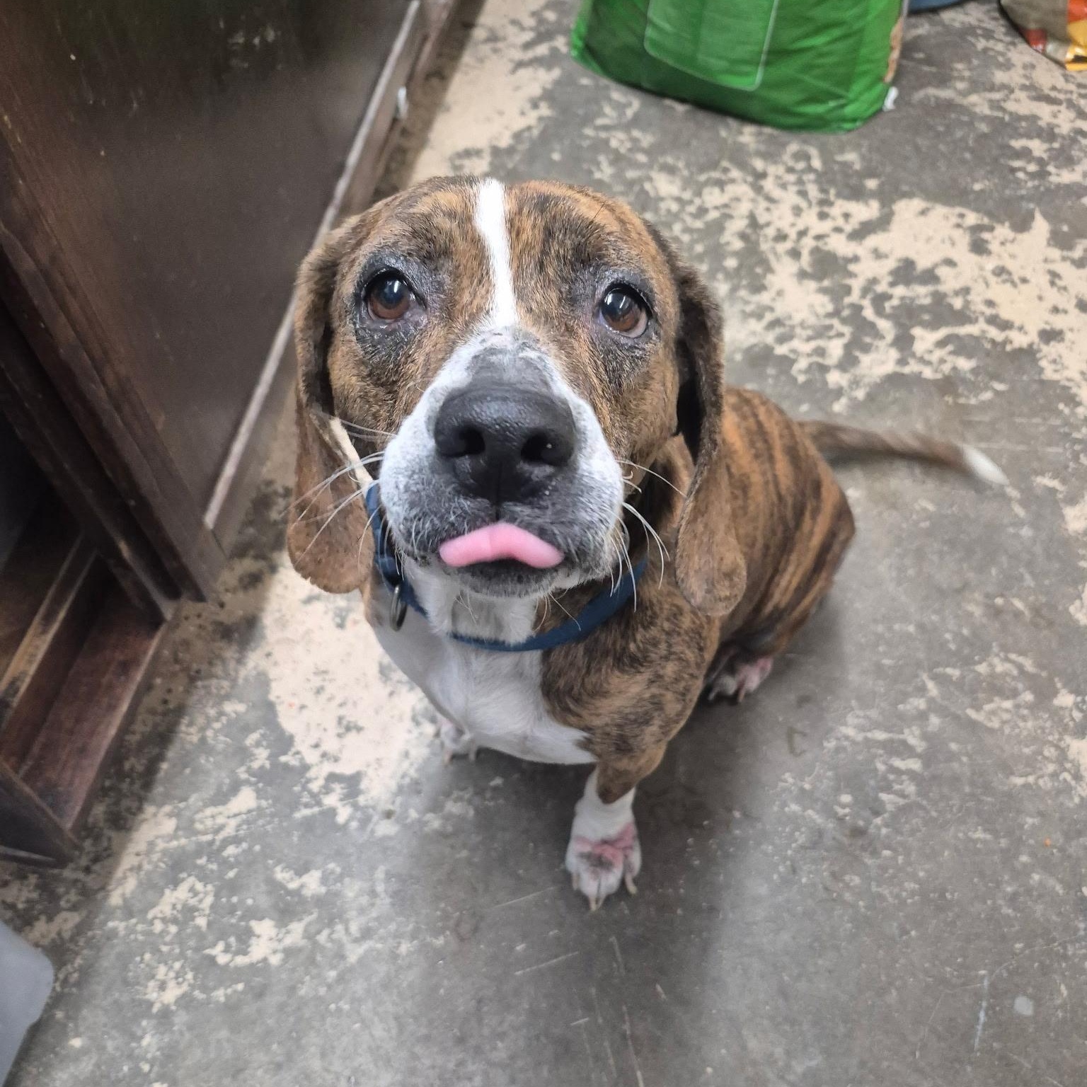 Zoey, adopted, Senior Female Beagle.