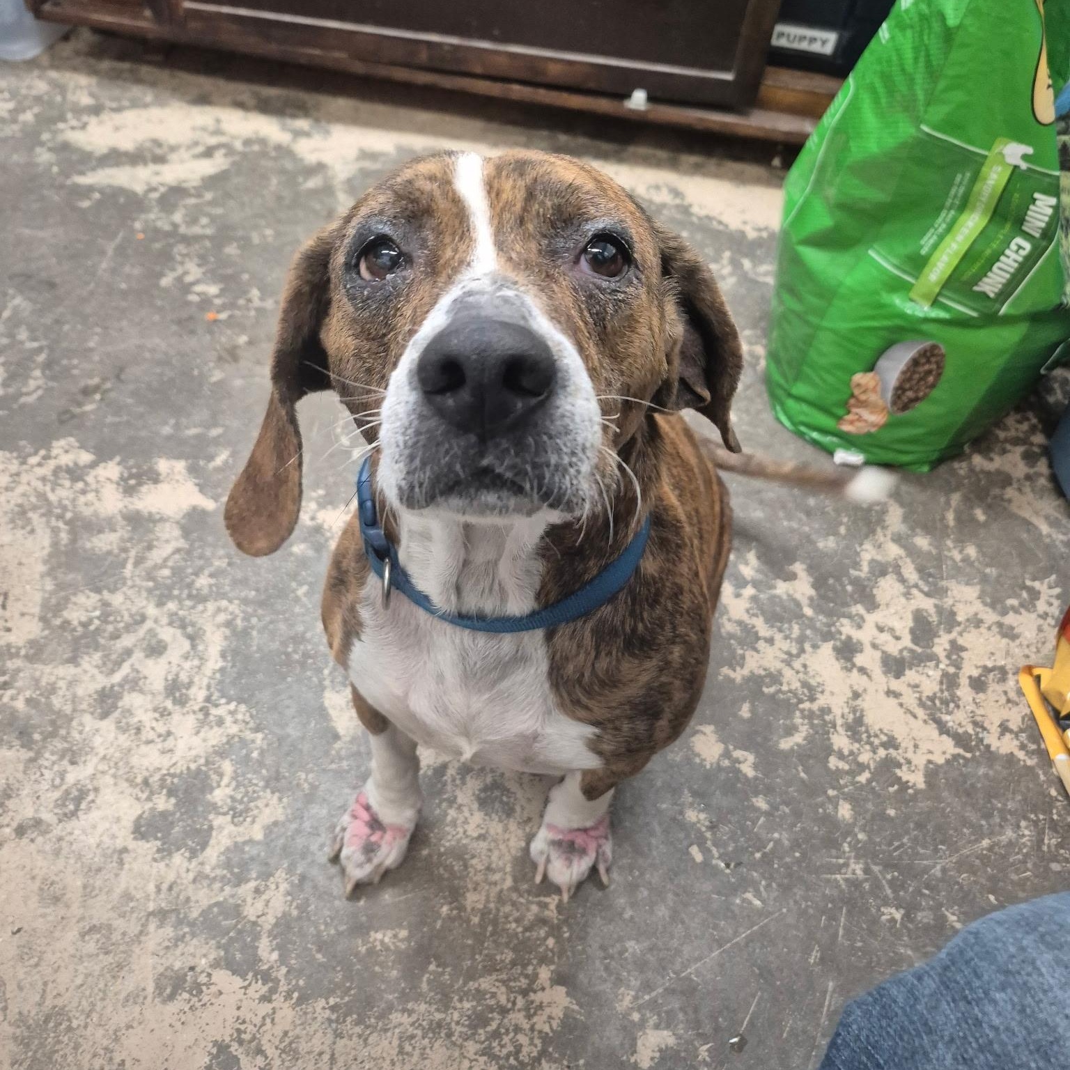 Enlarge Zoey, an adopted mixed breed in Saint Marys, PA image 3/3