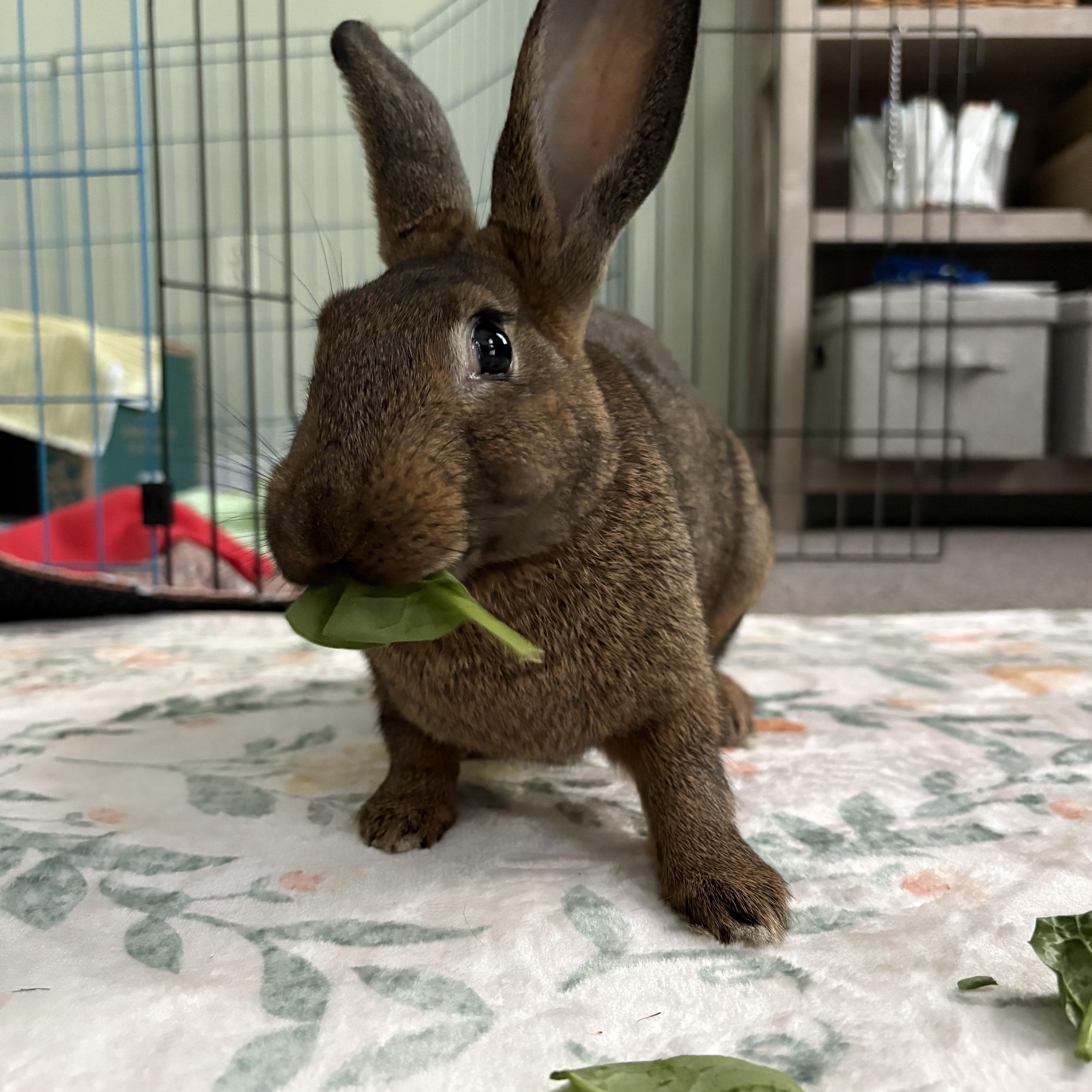 Paddington, ADOPTABLE, Young Male New Zealand & Lionhead.