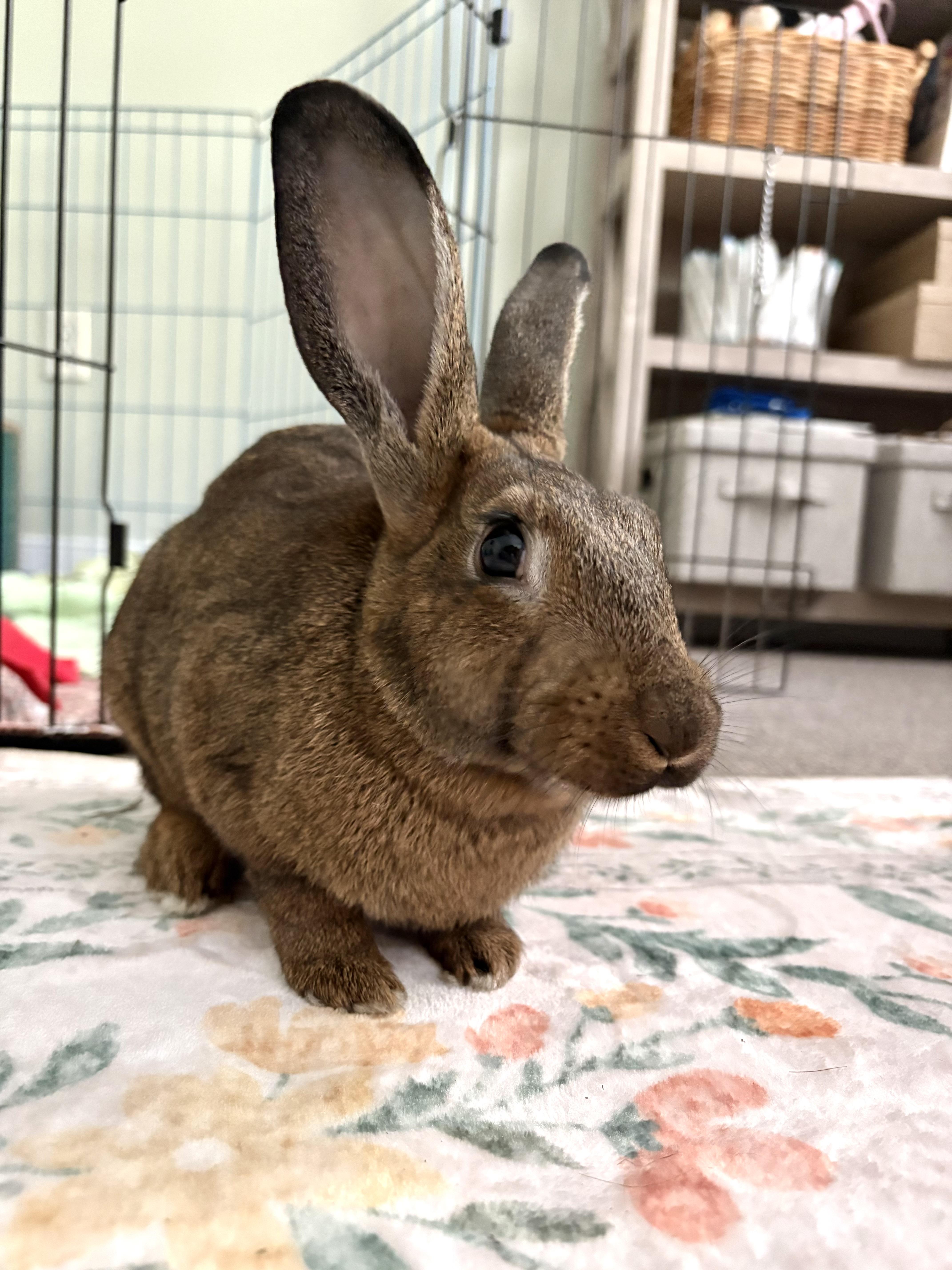 Enlarge Paddington, a Adoptable mixed breed in Midlothian, VA image 4/4