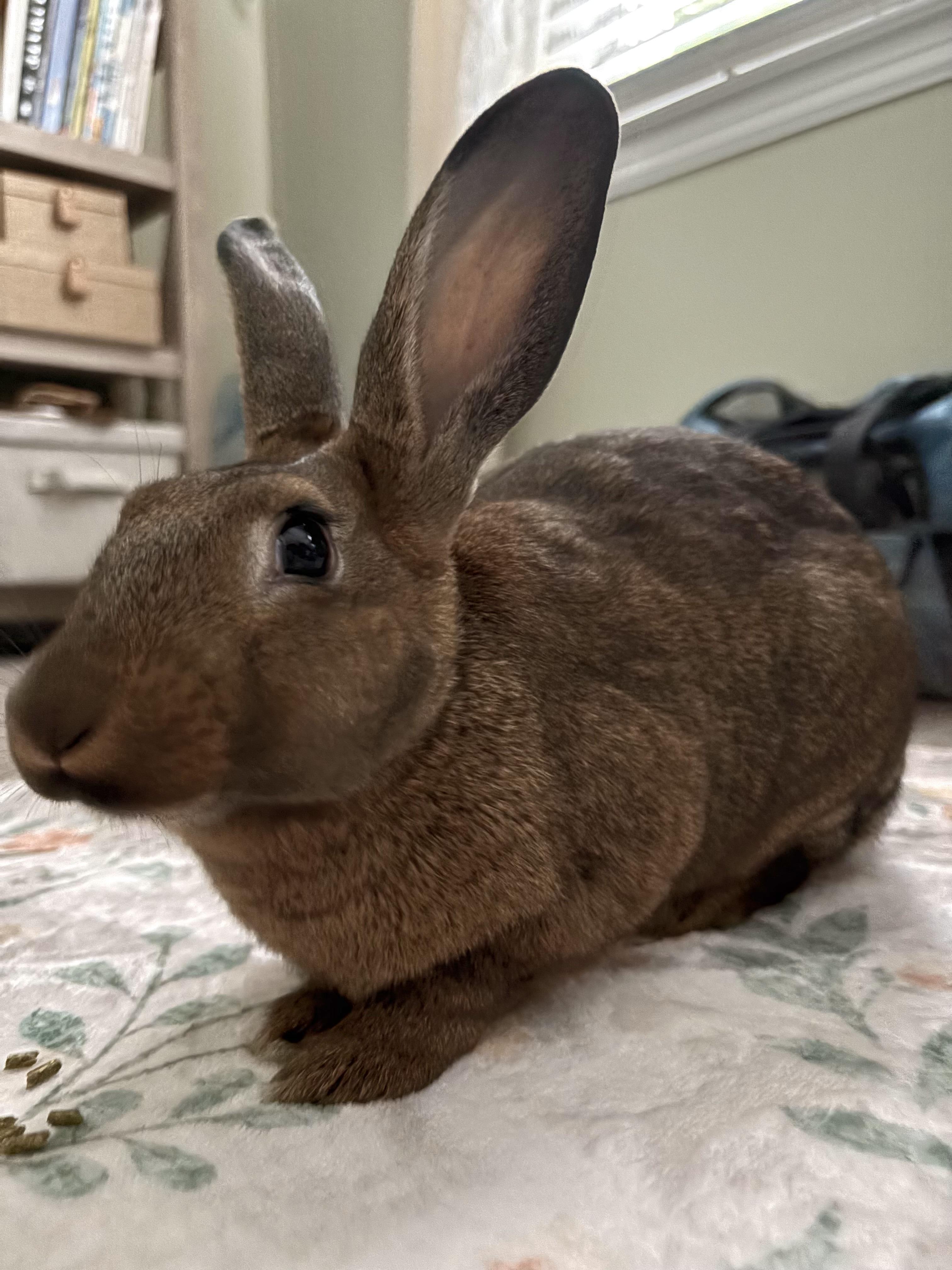 Enlarge Paddington, a Adoptable mixed breed in Midlothian, VA image 3/4