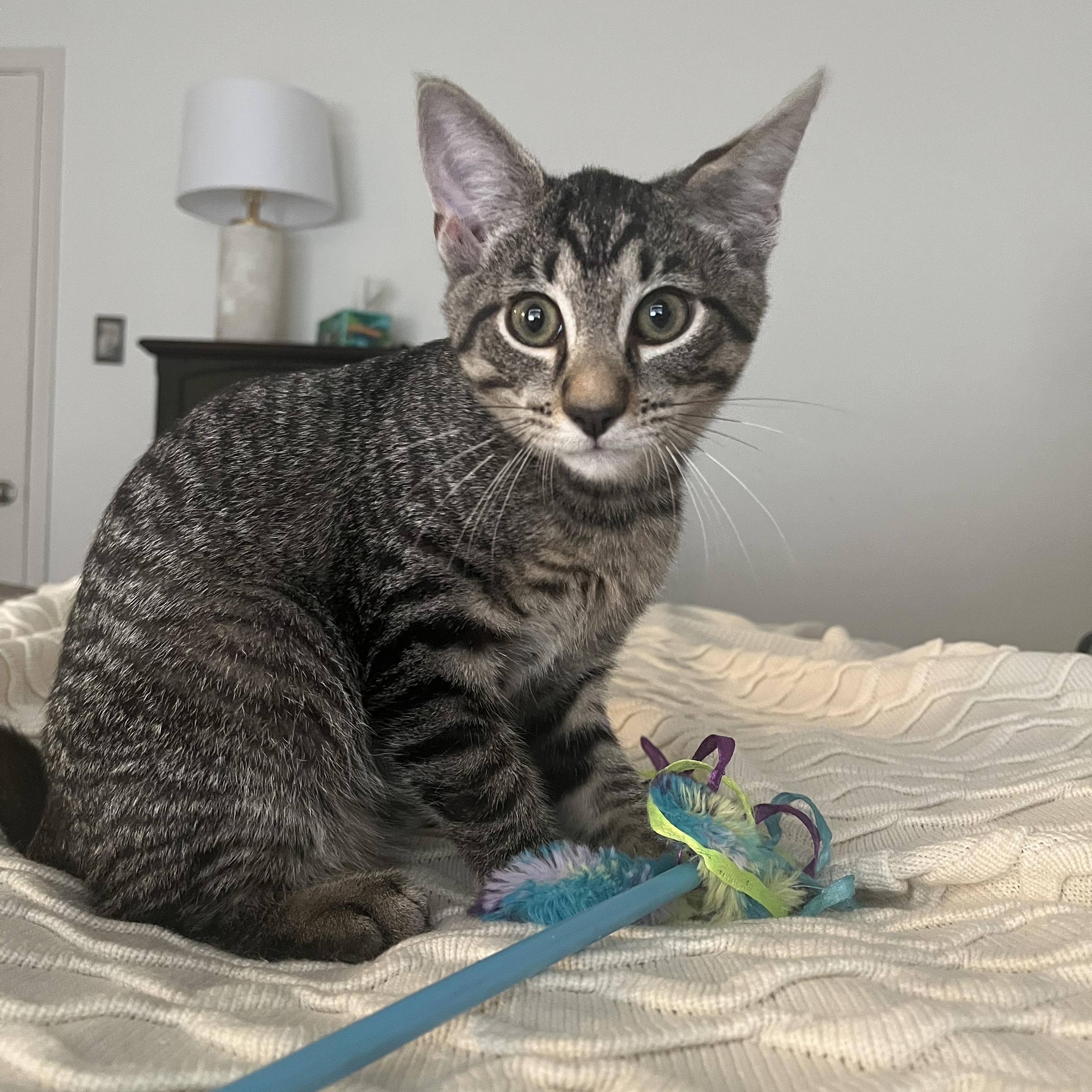 Enlarge Ziggy, an adopted mixed breed in Avondale, PA image 2/4