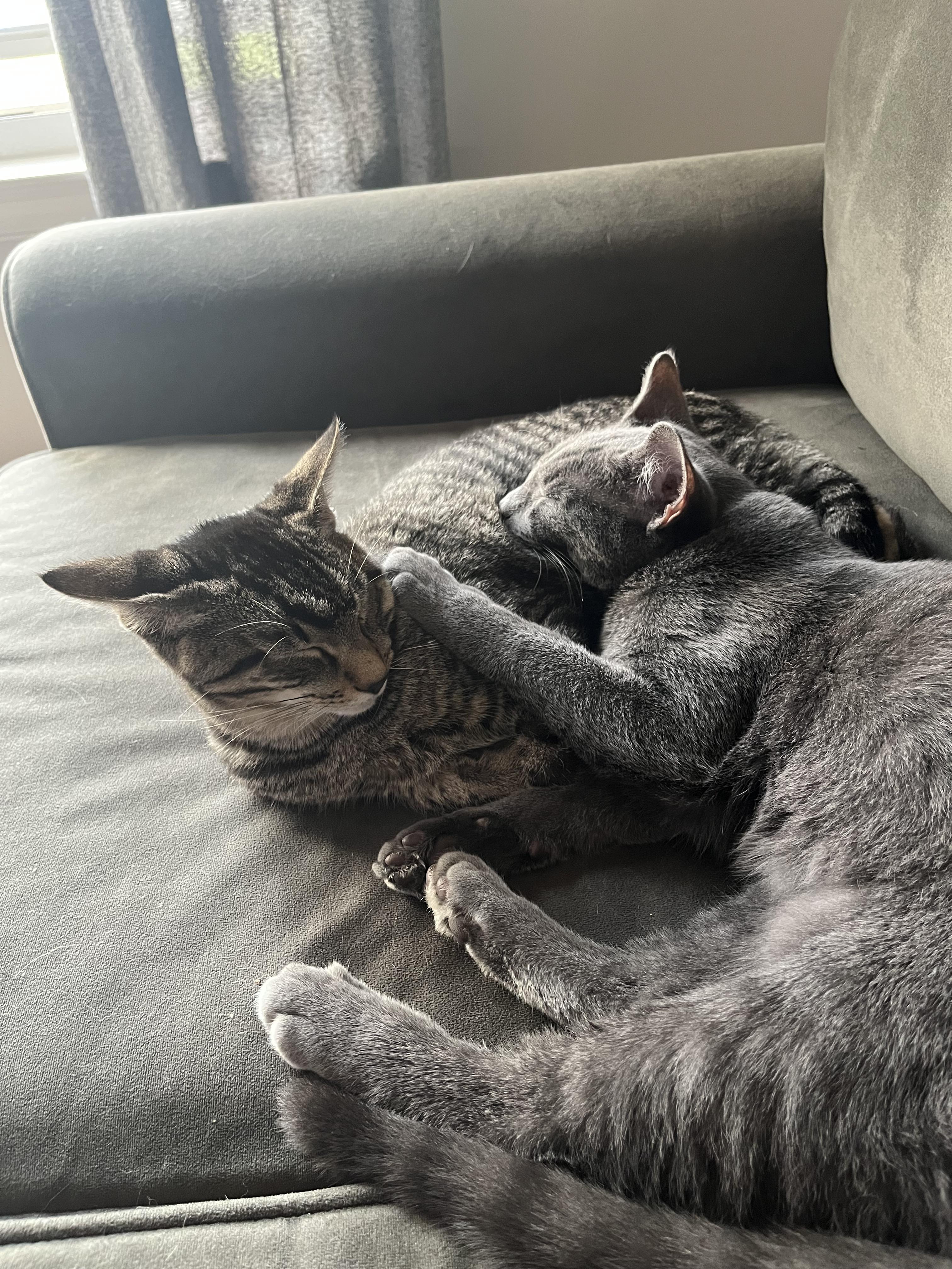 Enlarge Ziggy, an adopted mixed breed in Avondale, PA image 4/4