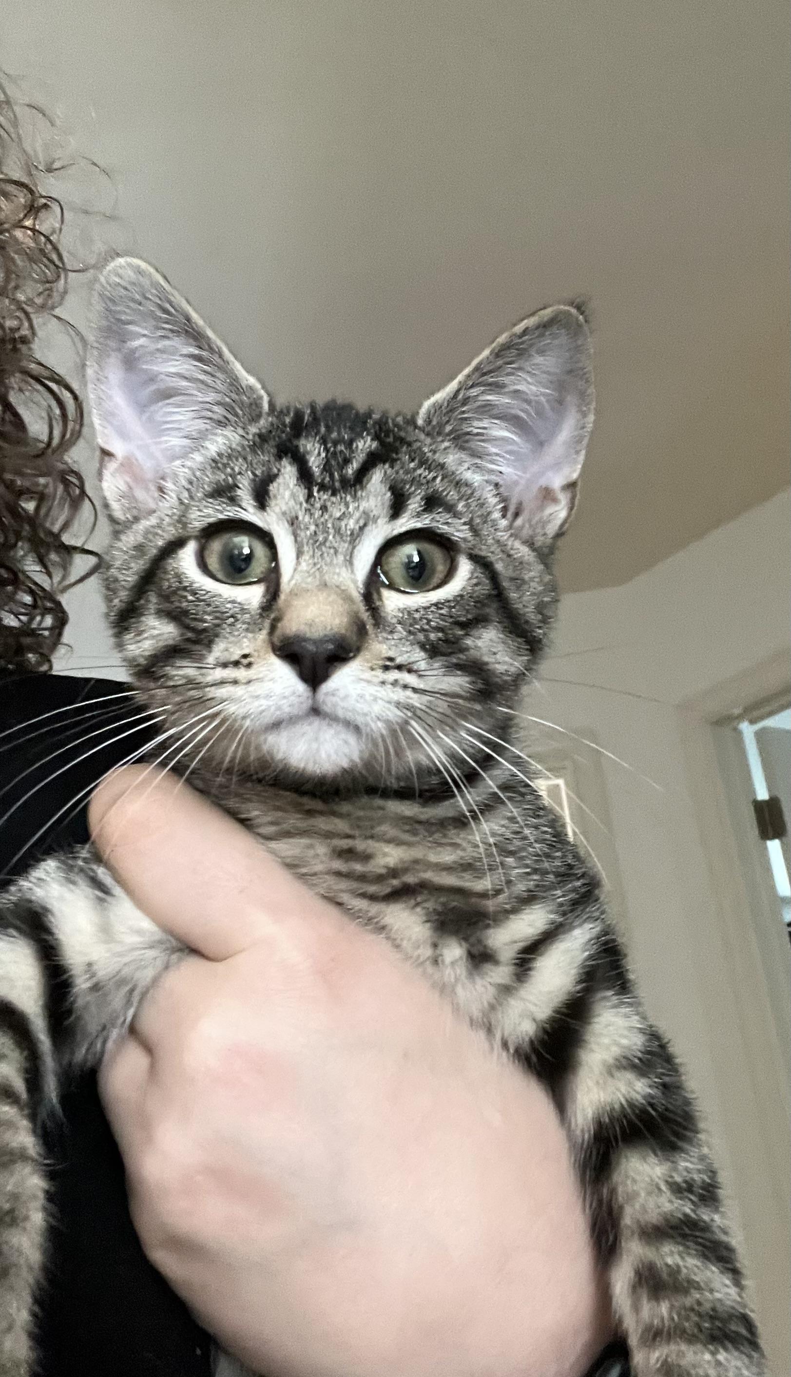 Ziggy, adopted, Young Male Tabby & Siamese.