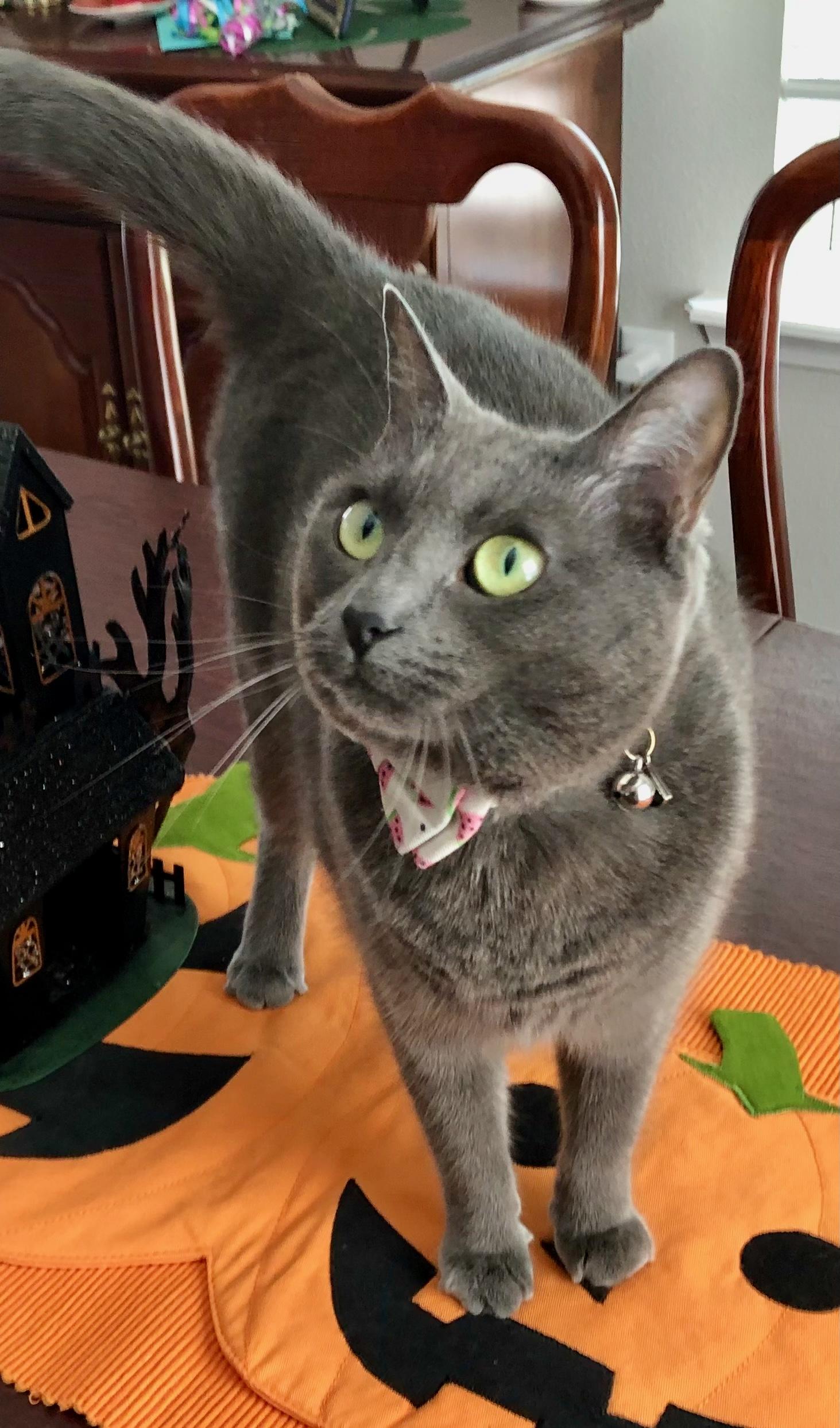 Enlarge Squeaker, an adopted mixed breed in Saint Augustine, FL image 2/4