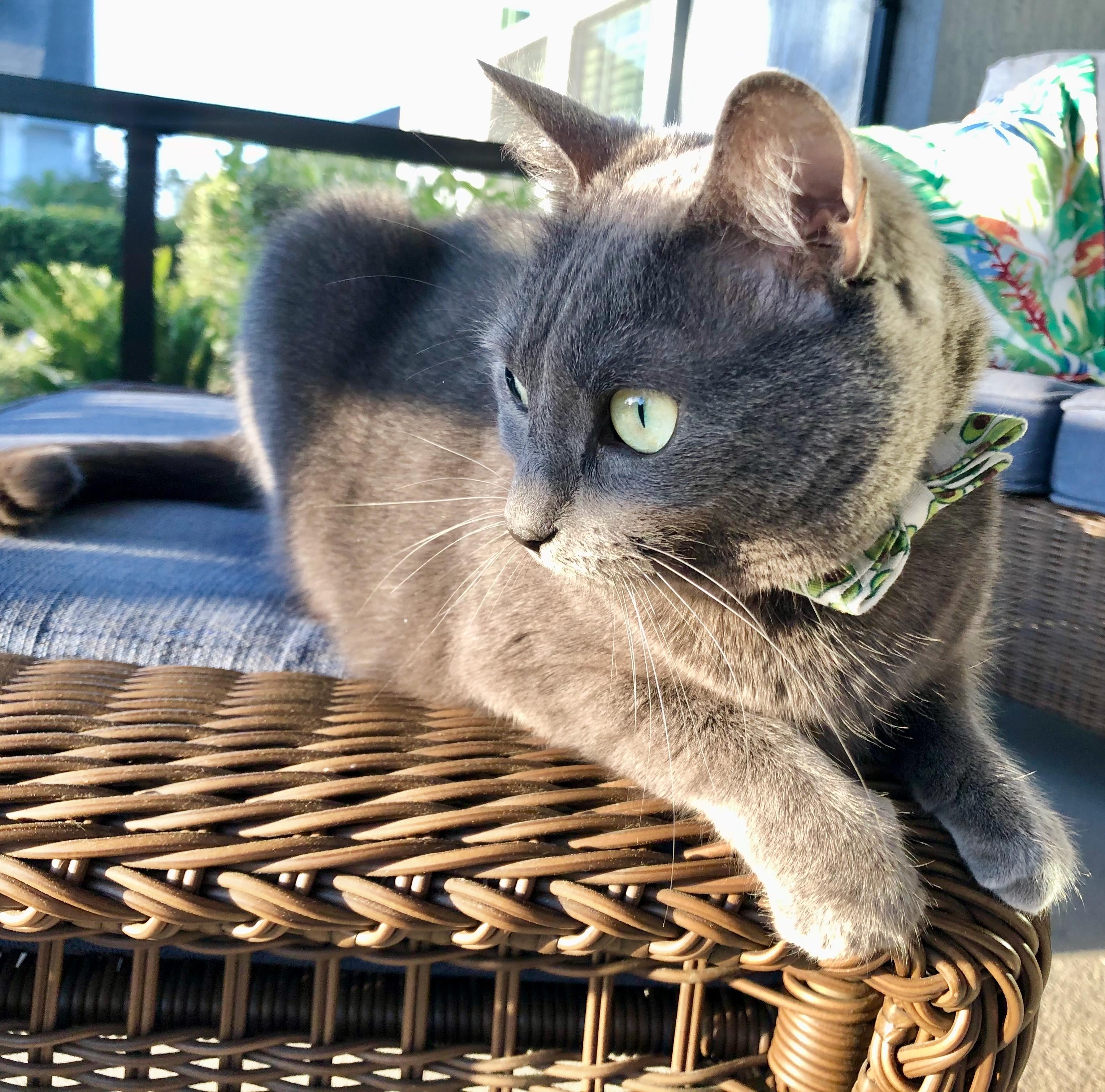 Squeaker, adopted, Adult Female Russian Blue.