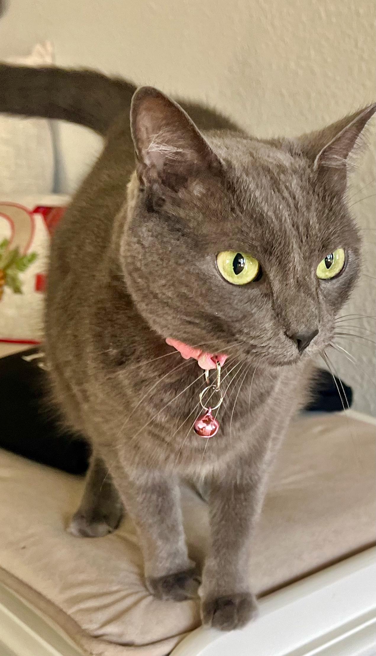 Enlarge Squeaker, an adopted mixed breed in Saint Augustine, FL image 3/4