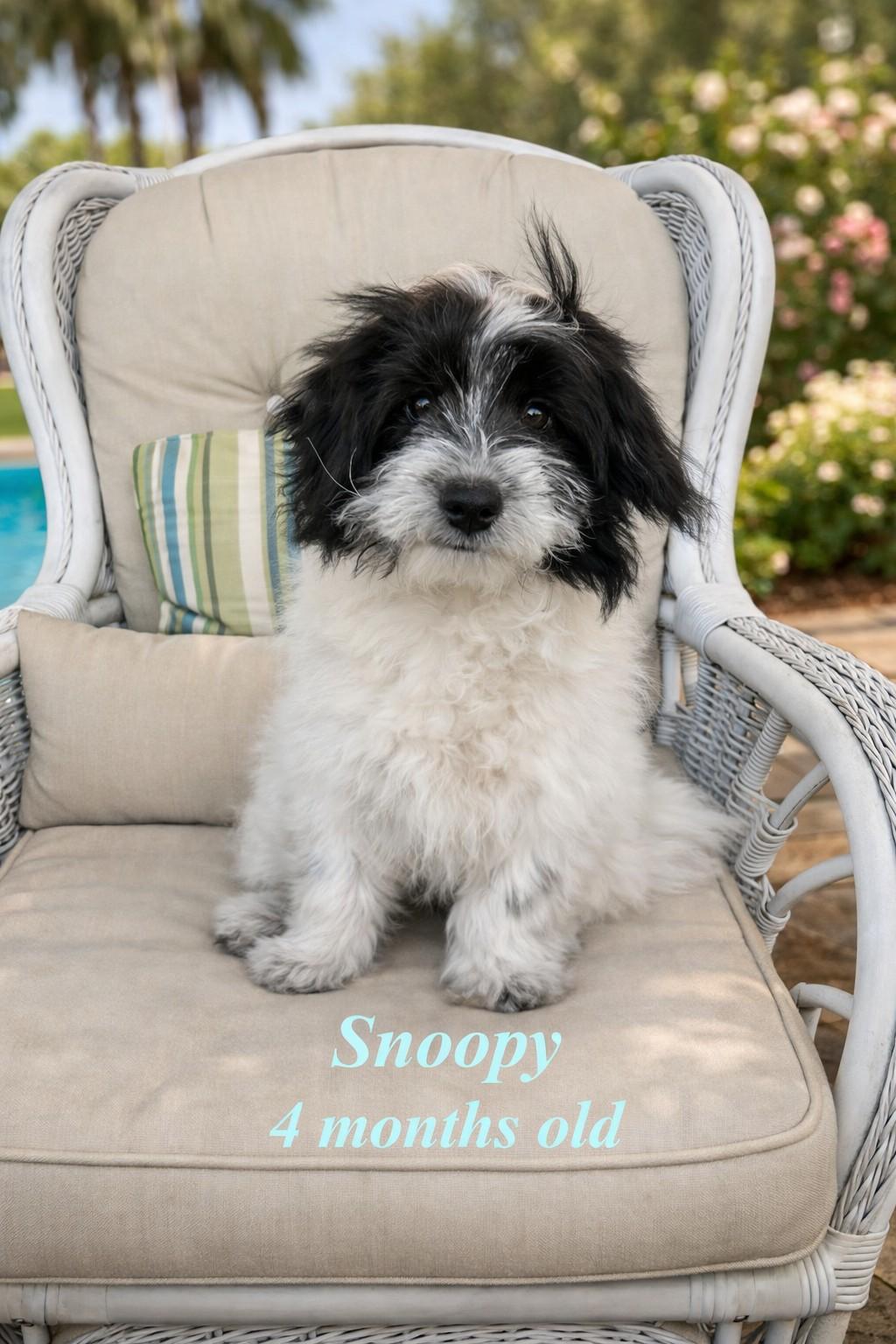 Enlarge Snoopy, a hold mixed breed in Deerfield Beach, FL image 1/2