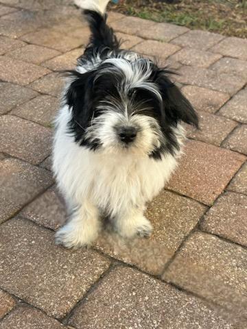 Enlarge Snoopy, a hold mixed breed in Deerfield Beach, FL image 2/2