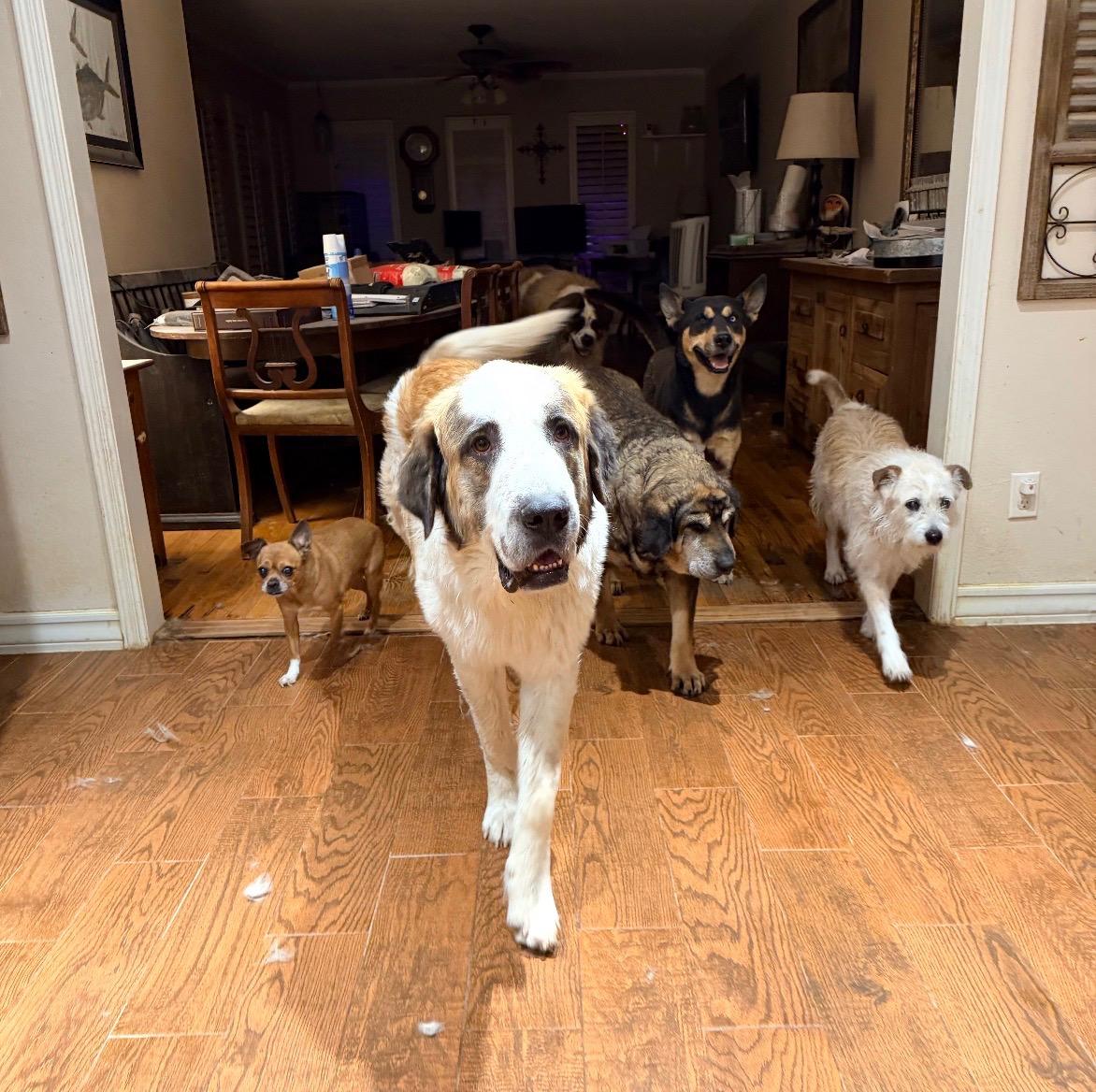 Enlarge Victor, a Adoptable Saint Bernard in Magnolia, TX image 2/2