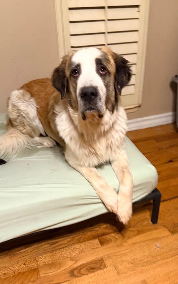 Victor, Adoptable, Adult Male Saint Bernard.