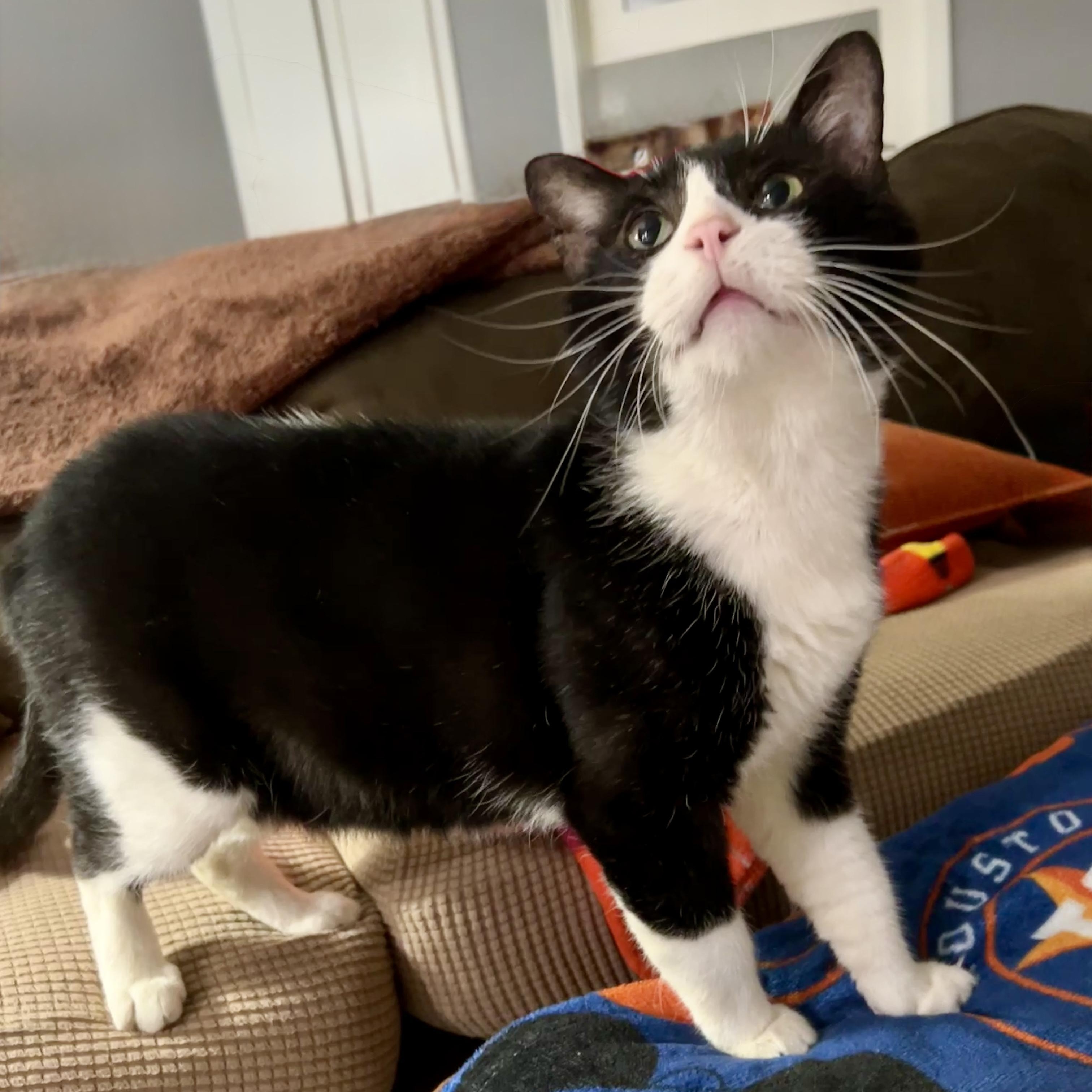 Pongo (FIV+), a Adoptable Domestic Short Hair in Waterford, CT image 1/6