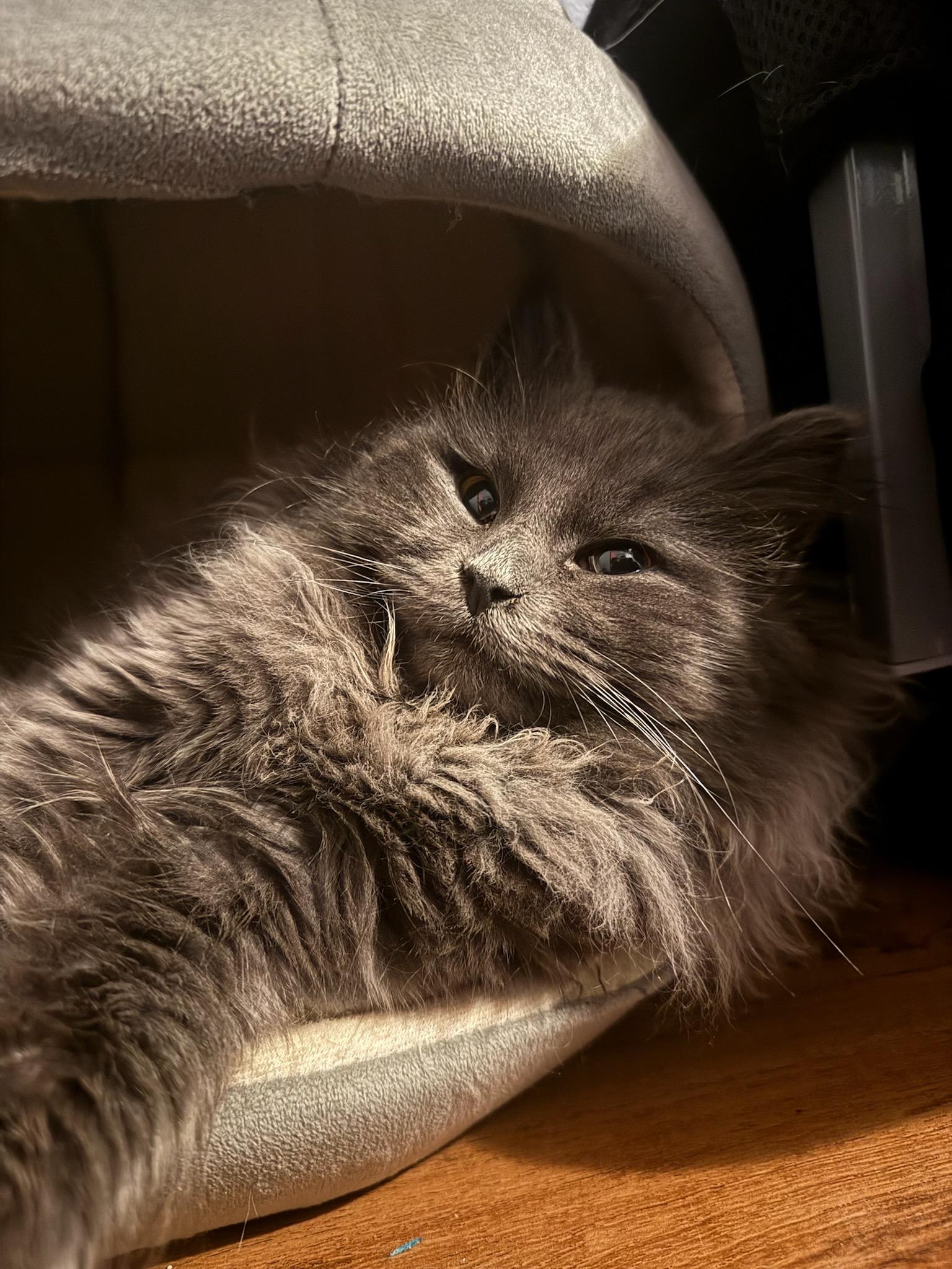 Milo, Adopted, Young Male Domestic Long Hair.