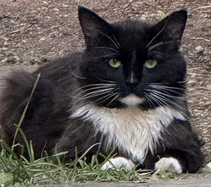 The Tux, Adoptable, Adult Male Tuxedo.
