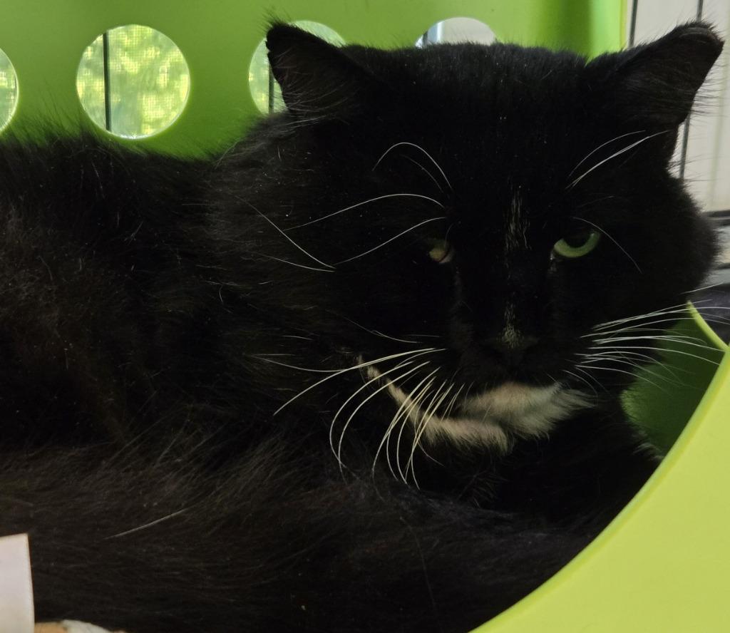 Enlarge The Tux, a Adoptable Tuxedo in Windsor, CT image 2/2